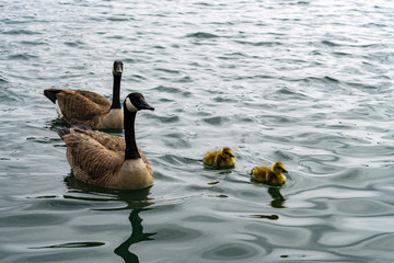 Ducks, duck, duckling