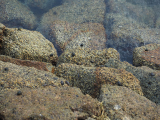 Hermit crabs