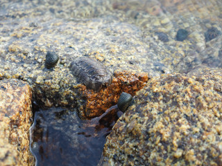 Chiton
