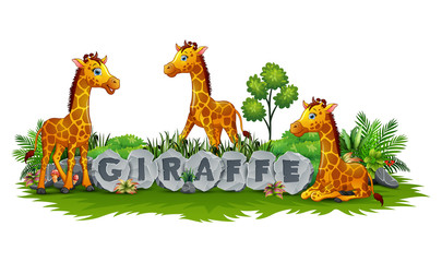 Obraz na płótnie Canvas Giraffe enjoy the garden