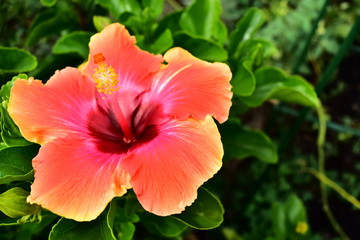 Orange Hibiscus Flower