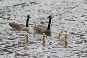 Obraz premium Goose Family