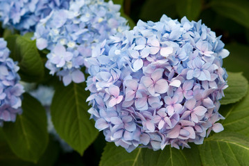 MOPHEAD HYDRANGEA - HYDRANGEA MACROPHYLLA 'ENDLESS SUMMER'