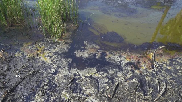 Oil spill water. Oil contaminated water