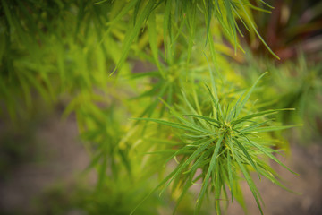 marijuana plant flowering stage growing outdoor. Medical marijuana with marijuana bud.