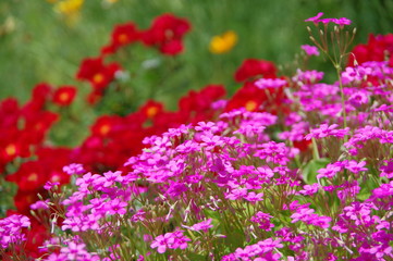 カタバミの一品種