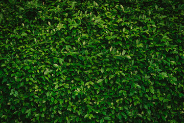 green leaf background texture