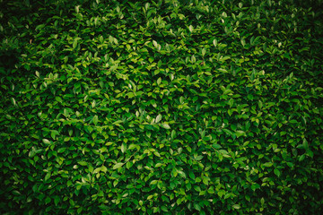 green leaf background