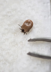 Tick removed from the dog