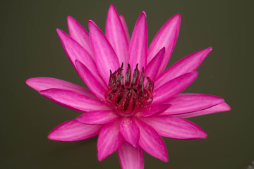 close up pink color fresh lotus blossom or water lily flower blooming on pond background, Nymphaeaceae