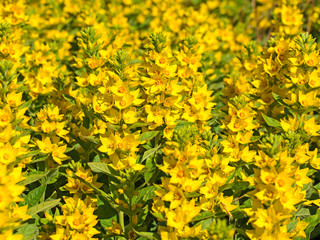Goldfelberich, Punkte-Gilbweiderich, Lysimachia punctata