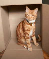 Adorable ginger red tabby kitten sitting inside a cardboard box 