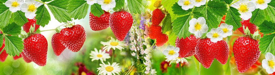 fresh berry summer garden