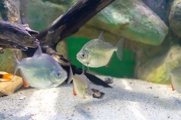 Silver Dollar fish, Metynnis lippincottianus