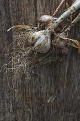 freshly picked garlic on a wooden table