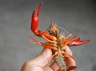 close up on the small red lobsters in hand
