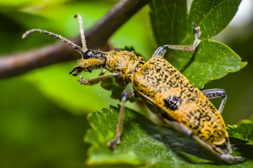 mustard color bug on green leaf in season forest