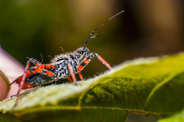 black and red bug on green leaf in season forest