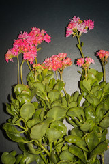 Succulent kalanchoe bloom