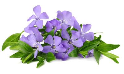 Bouquet of blue periwinkle with green leaves isolated on white background. Vinca minor