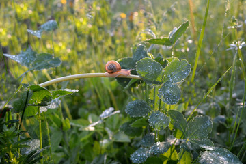 Beautiful summer morning natural landscape. Small brown snail creeps along the blade of grass among the clover plants with dew drops on the meadow..Fresh romantic light waking shining nature.