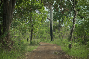 Fototapeta premium Path through a forest