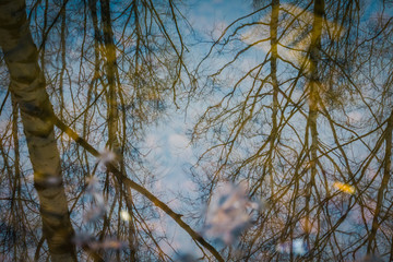 Obraz premium Trees reflected in puddle