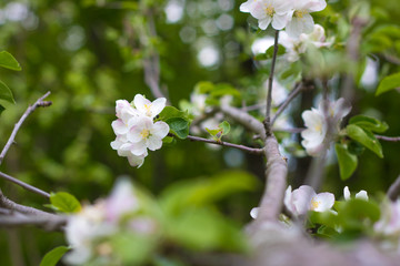 Pink and white apple blossom flowers on tree in springtime