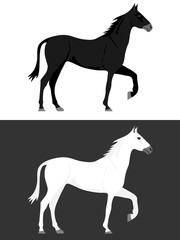 Obraz na płótnie Canvas Horse, black and white horse. Two horses.