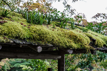 Green moss on wooden roof top