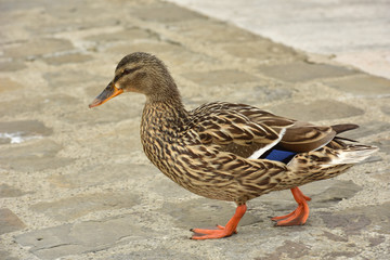 Wild duck on the shore. Waterfowl.