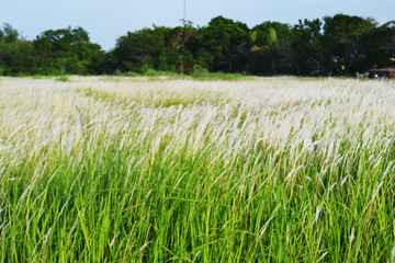 weeds that thrive, white flowers