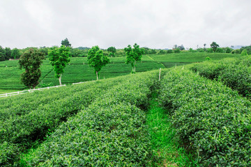 Fototapeta na wymiar Tea plantation and natural freshness.