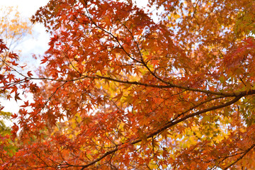 紅葉