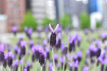 フレンチラベンダー