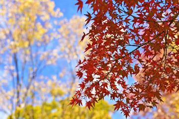 紅葉
