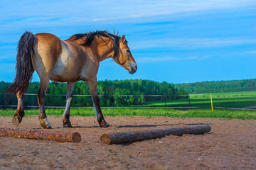 portrait of a horse against the sky