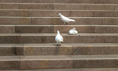 white doves on the stairs
