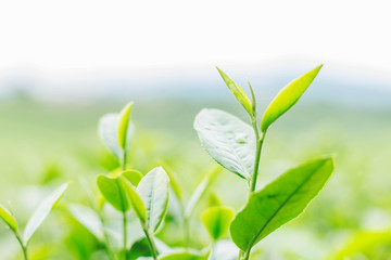 young tea on green background.