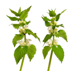 Lamium album, commonly called white nettle or white dead-nettle. Isolated