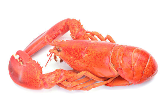 Fresh lobster