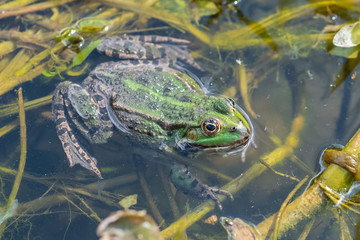 Green frog in the pond, springtime

