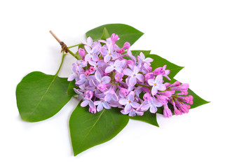 Syringa or lilac flowers . Isolated on white background.