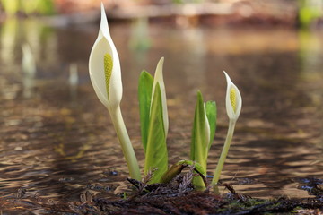 ミズバショウ　Asian skunk cabbage