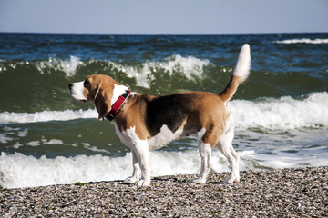 Dog beagle breeds plays on the seashore.