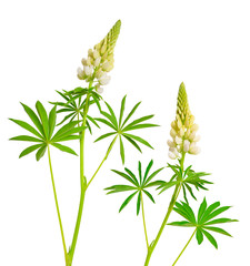 White Lupinus, commonly known as lupin or lupine. Isolated