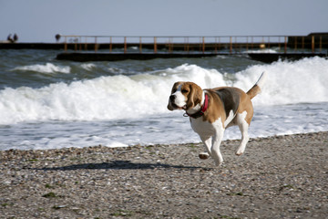 Dog beagle breeds plays on the seashore.