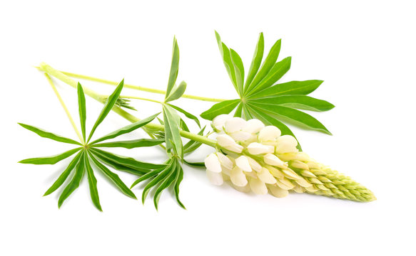 White Lupinus, commonly known as lupin or lupine. Isolated