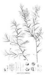 Illustration of plant