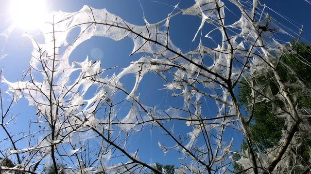 Traubenkirschen-Gespinstmotte, Yponomeuta evonymella, Traubenkirsche, kahlgefressener Strauch, Kahlfrass, Gespinst, Raupe, 4K
